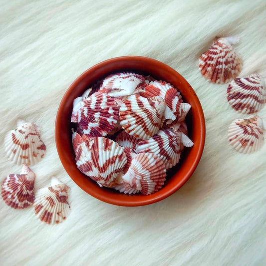 Sea shells (25 pieces)